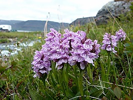 蘭花,植物,花