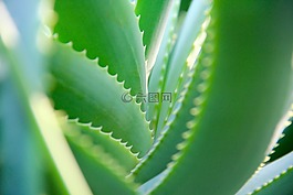 自然,植物,葉子
