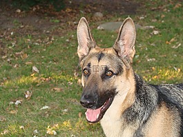 德國(guó)牧羊犬,狗,動(dòng)物