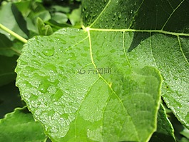 雨滴,雨后,綠葉