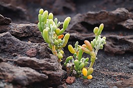 花,巖漿,火山巖
