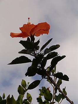 槿,花,天空