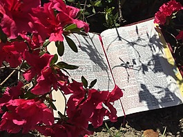 圣經(jīng),鮮花,杜鵑花