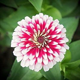 粉紅色,花,自然