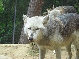 狼,動物園,野生