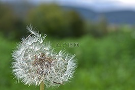 鮮花,性質(zhì),蒲公英