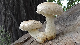 性質(zhì),蘑菇,樹樁