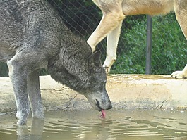 狼,動物園,野生