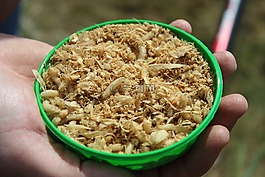 蠕蟲,釣魚,白蟲