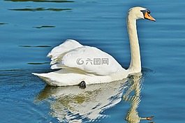 天鵝,鳥,水禽