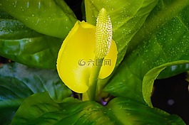 花,春,季節(jié)
