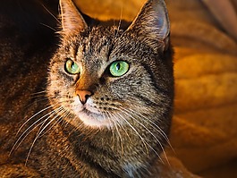 貓,動物,寵物