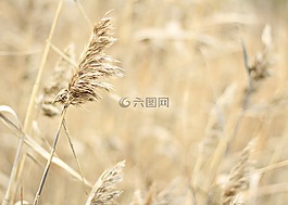 性質(zhì),字段,秋季