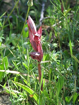 野生蘭花,塞浦路斯,植物區(qū)系
