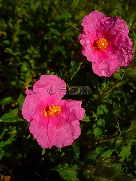 cistus 白色,鲜花,罗莎