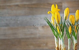 藏紅花,鮮花,黃色