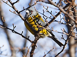 鳥,性質(zhì),鳥類