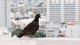 鳥,動物,鴿子