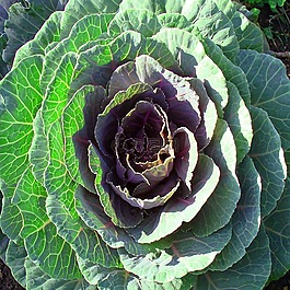 芥蘭開花植物,自然,葉