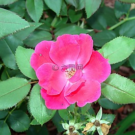 粉紅色,玫瑰,花瓣