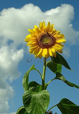 太陽花,性質(zhì),花