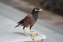 八哥,鸟,acridotheres tristis