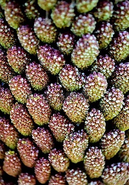 植物,特寫,花園