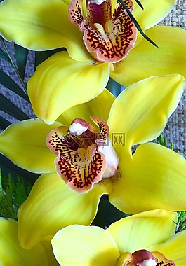 蘭花,花,鮮花