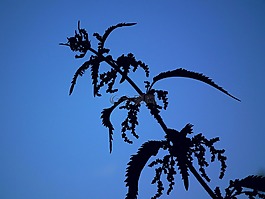 陰影,天空,蕁麻