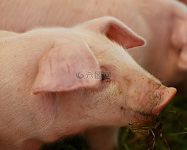 農(nóng)場,動物,豬