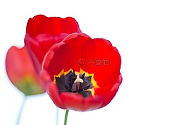 紅色,郁金香,花