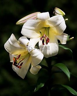 白,禮來公司,復(fù)活節(jié)