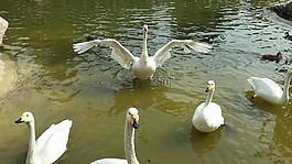 天鵝,鳥,公園