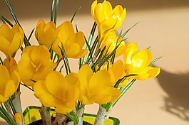 藏紅花,花,黃色