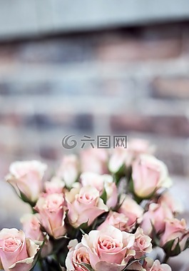 鮮花,自然,花