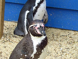 企鵝,動物園,水