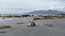 狗,海灘,島