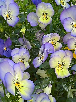 中提琴,思想,藍(lán)色