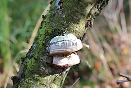 樹(shù)菌,蘑菇,日志