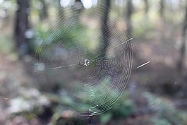 蜘蛛网,蜘蛛,网络