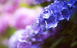 鮮花,自然,花