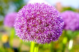 花,廠,性質(zhì)