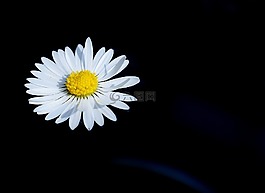 雛菊,游泳,花