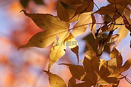 楓葉,秋季,葉子