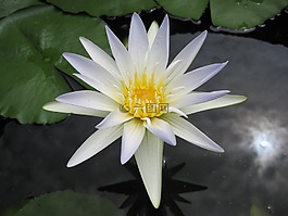 白莲花,池,花