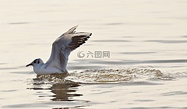 海鷗,水,博登湖