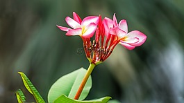 姜黄色百合花,花,杨梅
