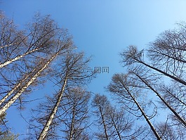 大自然,天空,森林