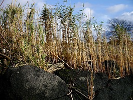 蘆葦,石頭,廠