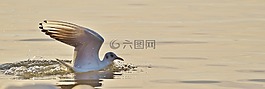 海鷗,水,博登湖